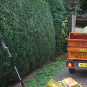 Hedge Cutting